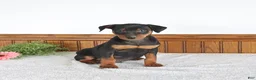 Miniature Pinscher dogs for sale: Jagger - Ad 1
