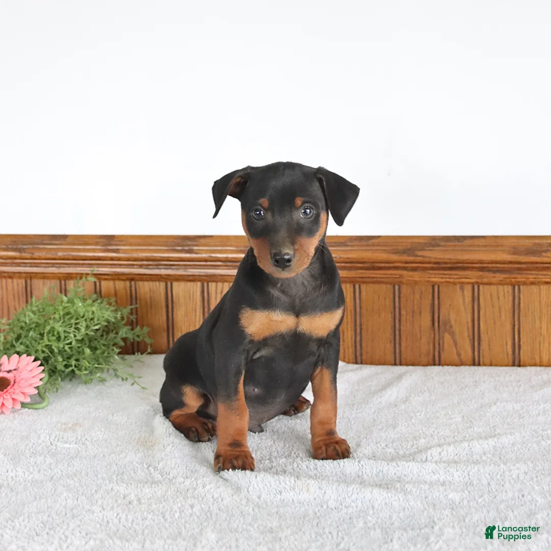 Miniature Pinscher dogs for sale: Jagger - Ad 1