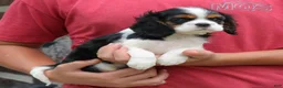 Cavalier King Charles Spaniel dogs for sale: Java  - Ad 3