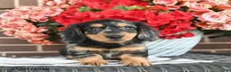 Miniature Dachshund dogs for sale: Toby  - Ad 2
