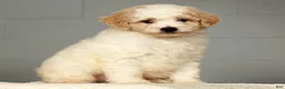 Miniature Poodle dogs for sale: Parker - Ad 5