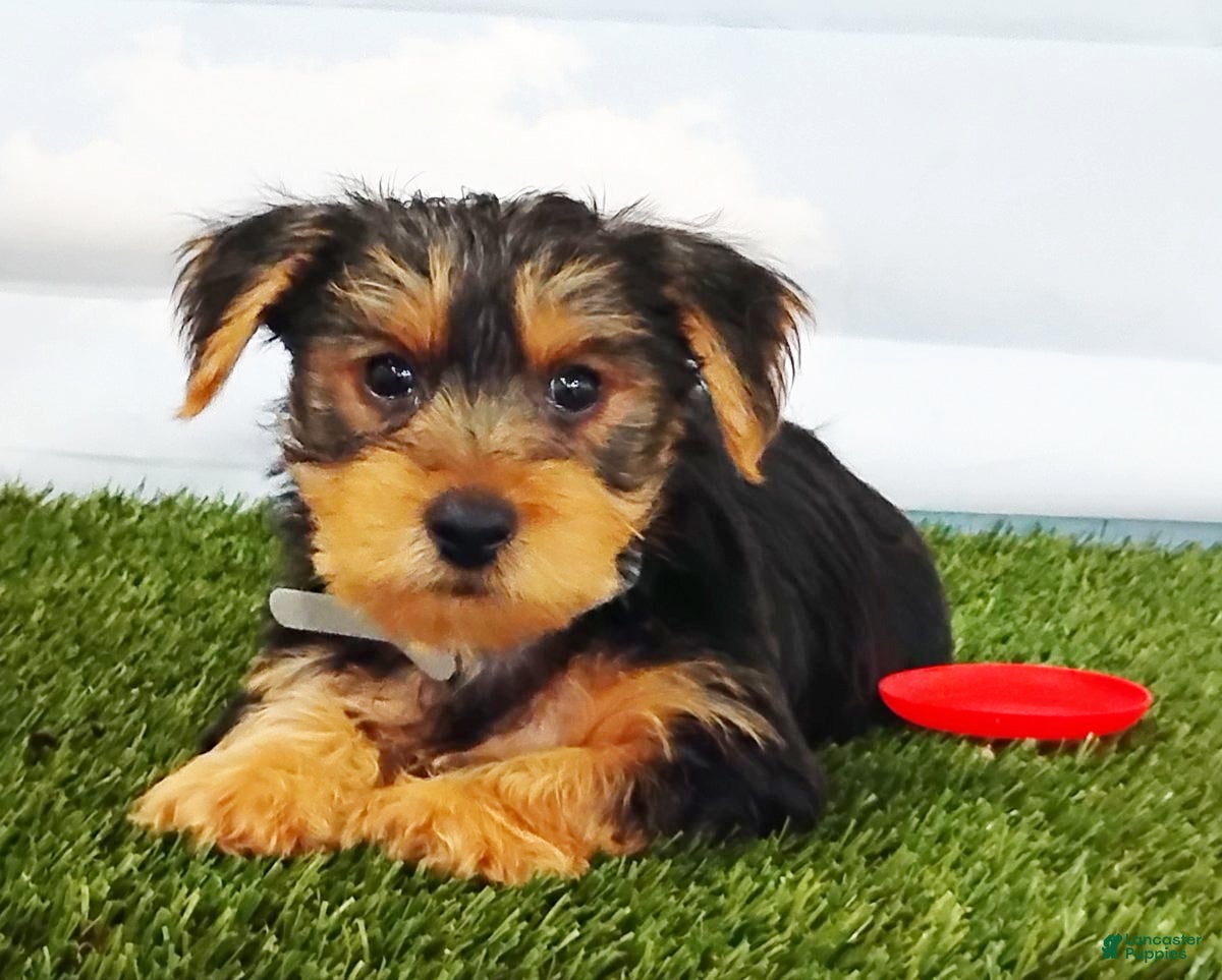 Yorkshire Terrier dogs Elmo - Ad 1