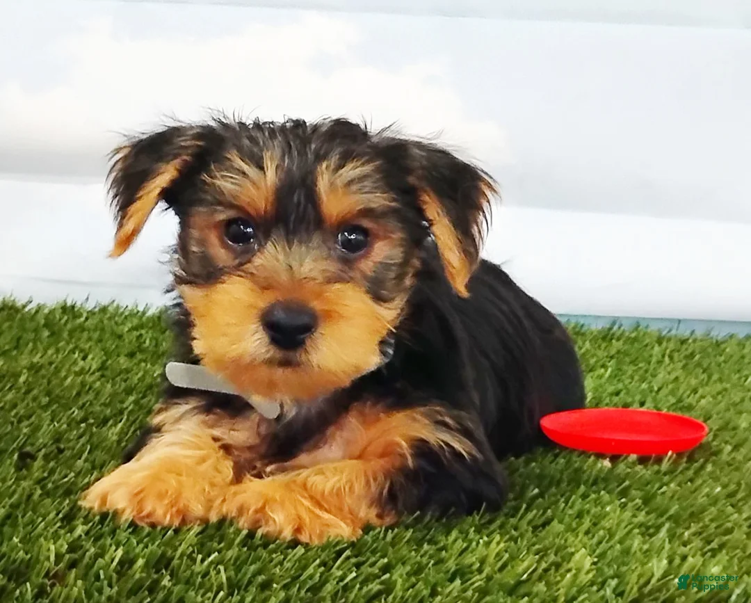 Yorkshire Terrier dogs for sale: Elmo - Ad 1
