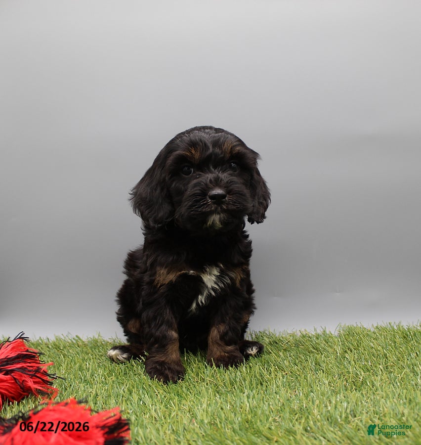 Cockapoo dogs Toby - Ad 2