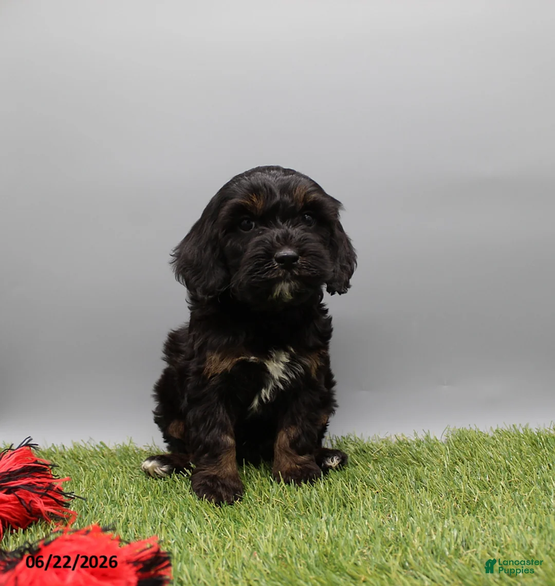 Cockapoo dogs for sale: Toby - Ad 2