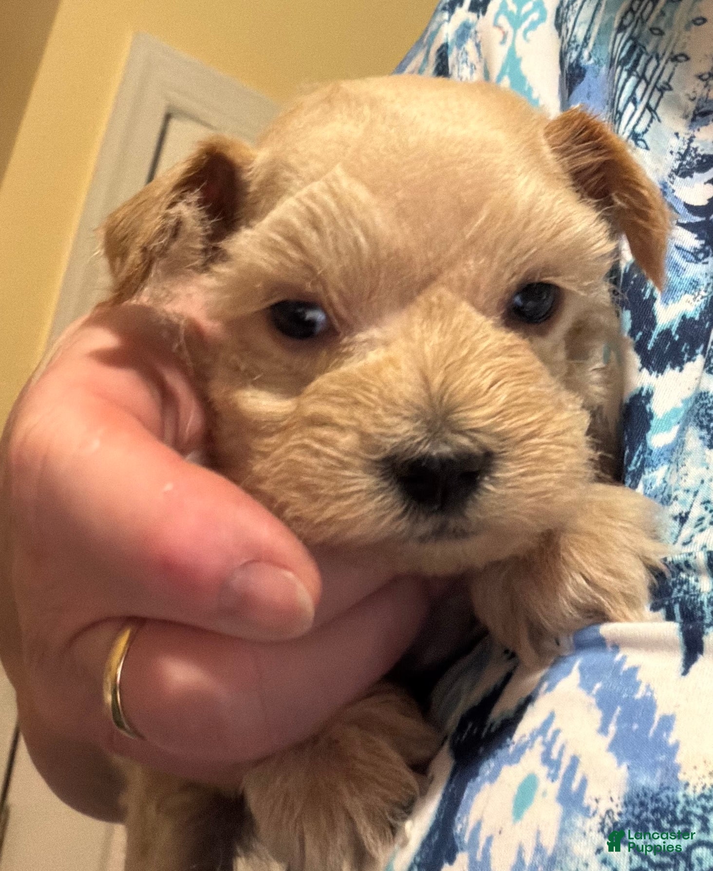 Miniature Schnauzer dogs Boy 1 - Ad 1