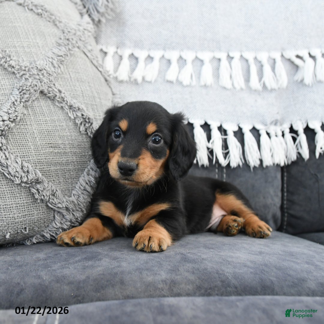 Miniature Dachshund dogs for sale: Lance  - Ad 4