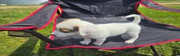 Jack Russell Terrier dogs for sale: Frankie - Ad 3