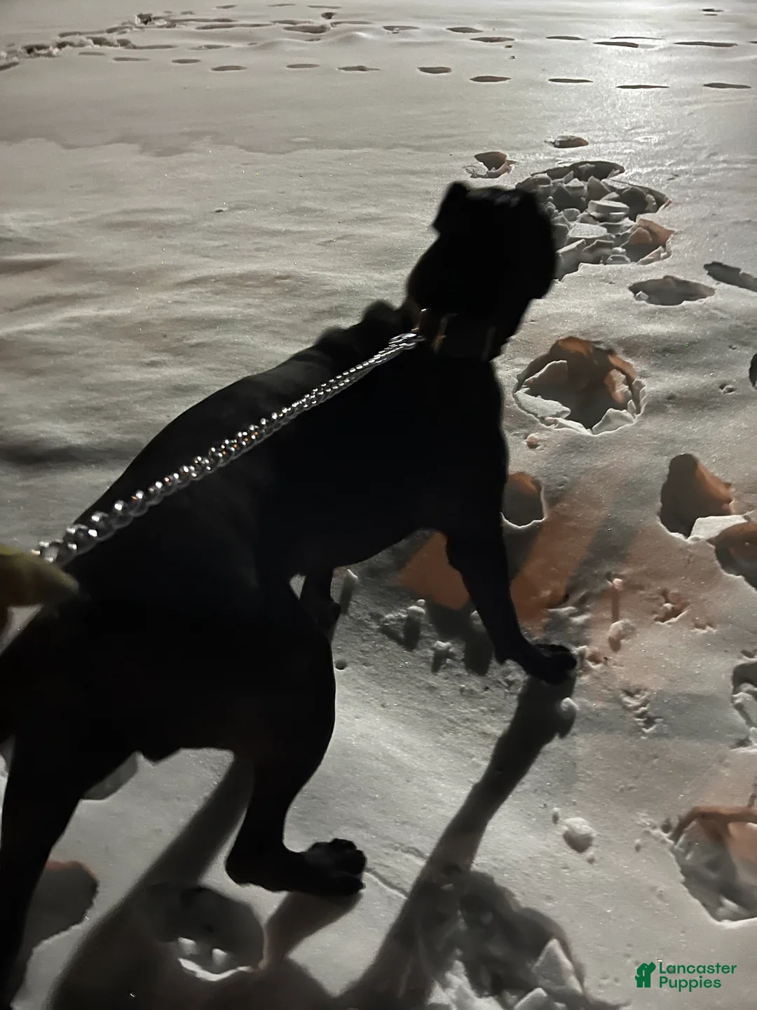 Gallery Image {{count}}