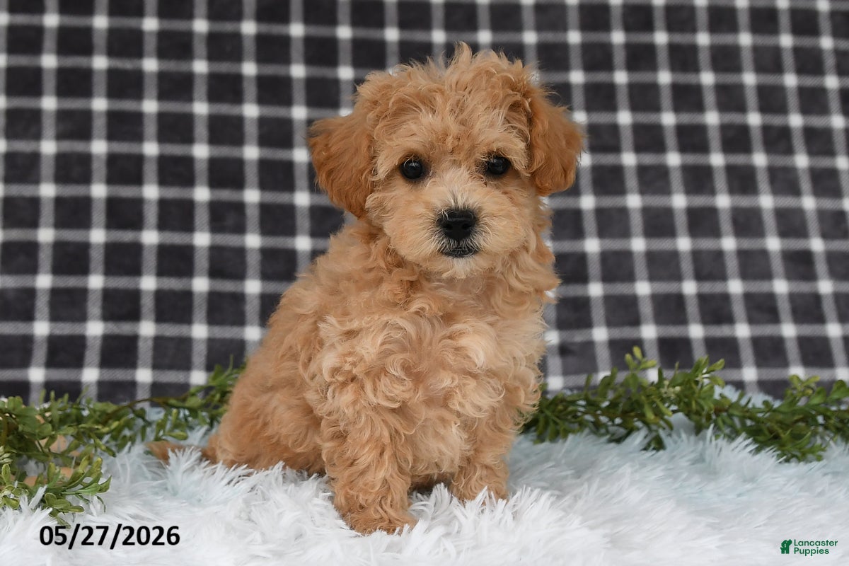 Bichpoo dogs Holly - Ad 1