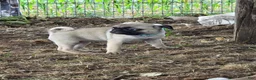 Pug dogs for sale: Millie - Ad 5