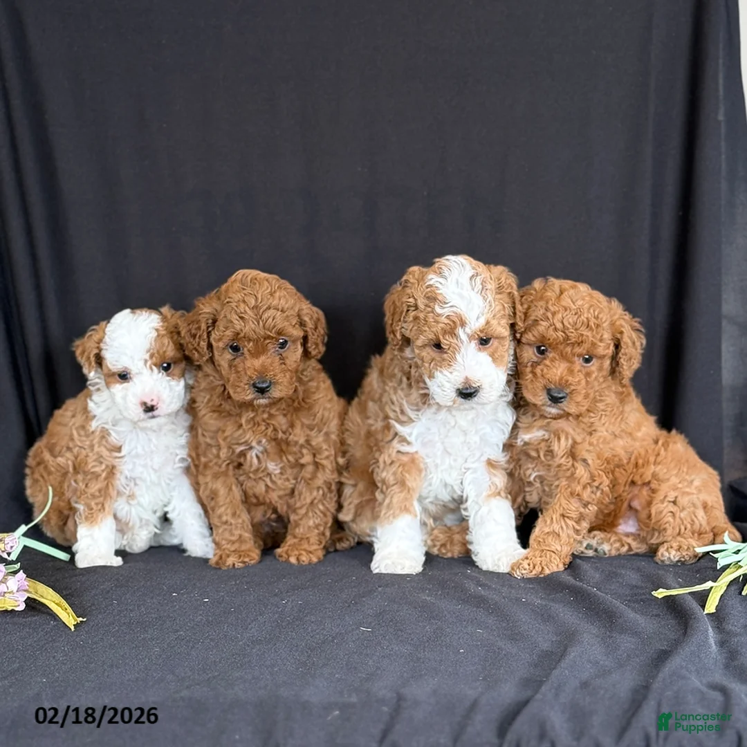 Miniature Poodle dogs for sale: Justin - Ad 4