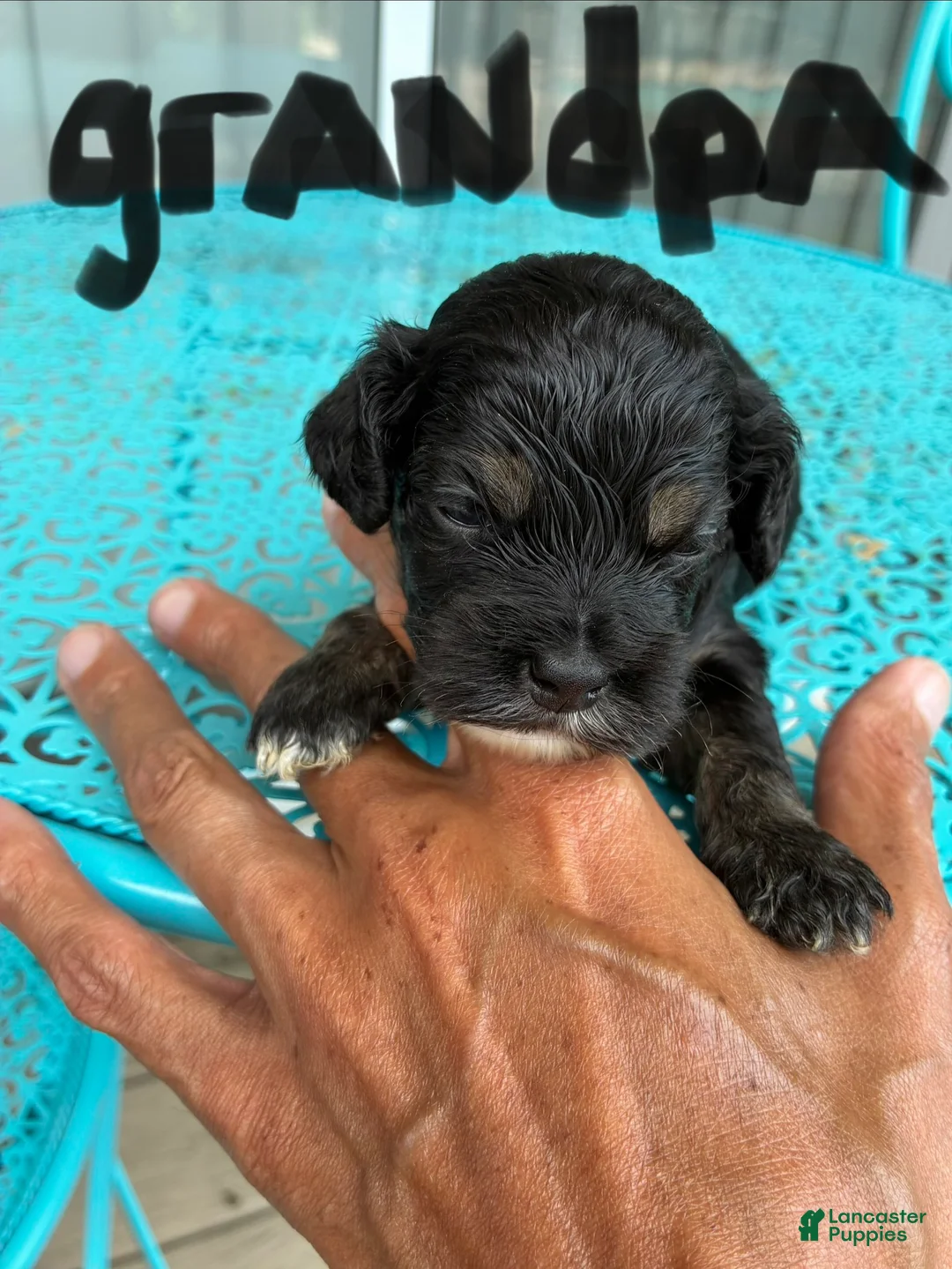 Cockapoo dogs for sale:  3. Grandpa - Ad 2