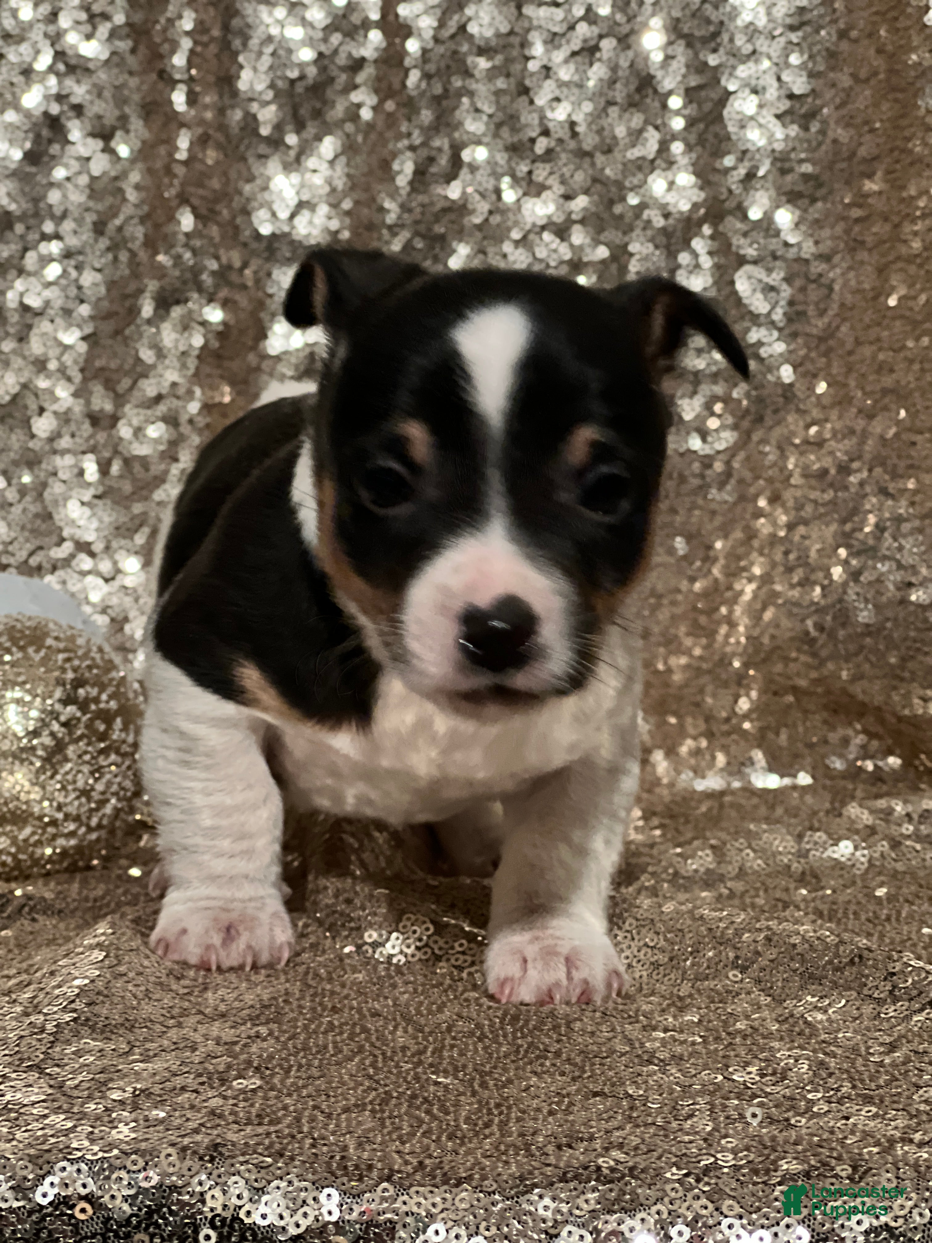 Jack Russell Terrier dogs Archie - Ad 21