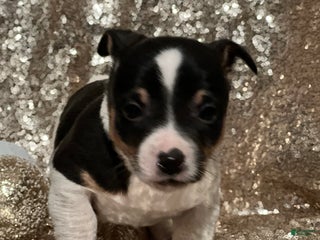 Jack Russell Terrier dogs for sale: Archie - Ad 3