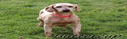 Mini Goldendoodle dogs for sale: Bruno - Ad 4