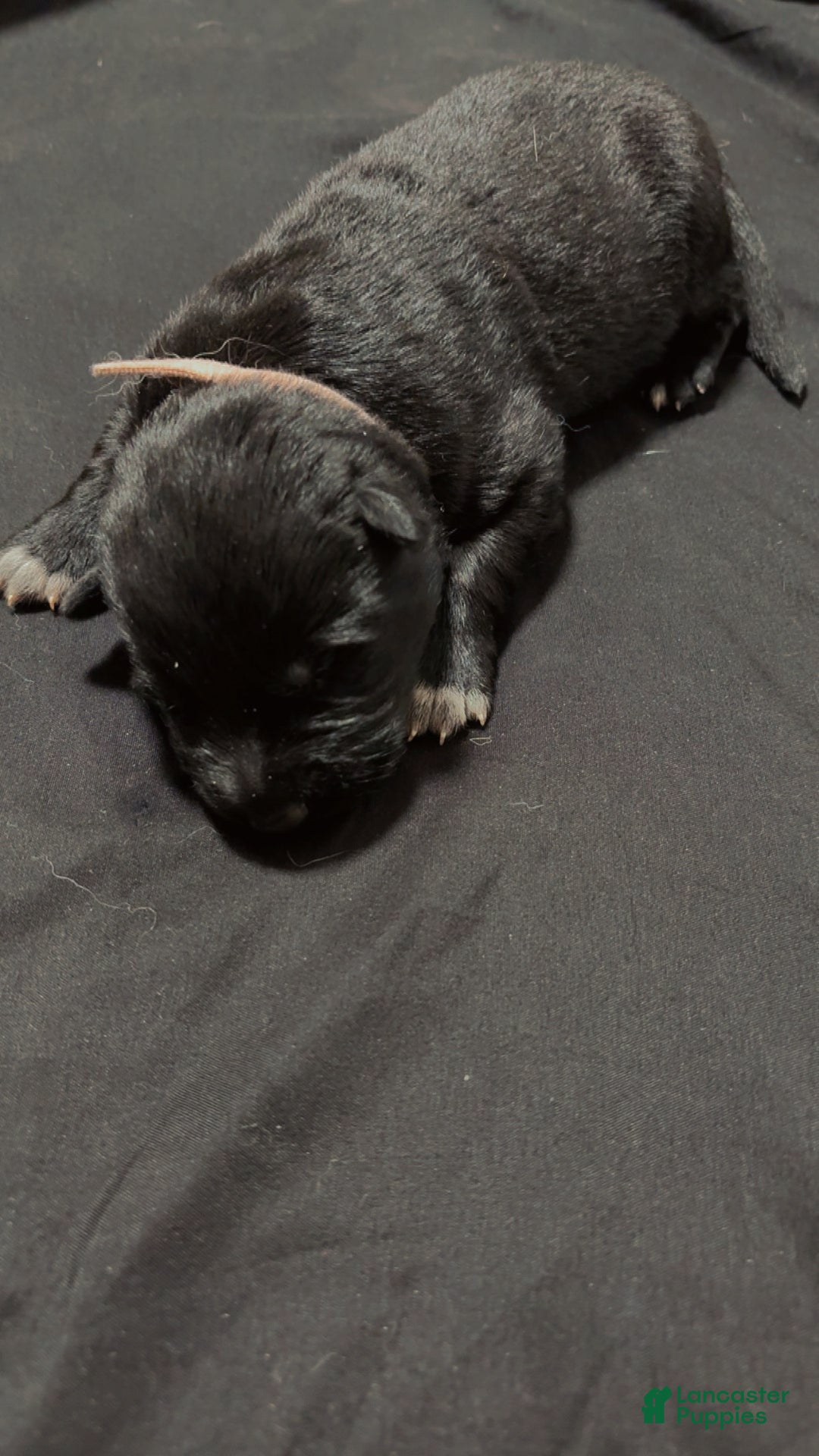 German Shepherd dogs for sale: Storm - Ad 3