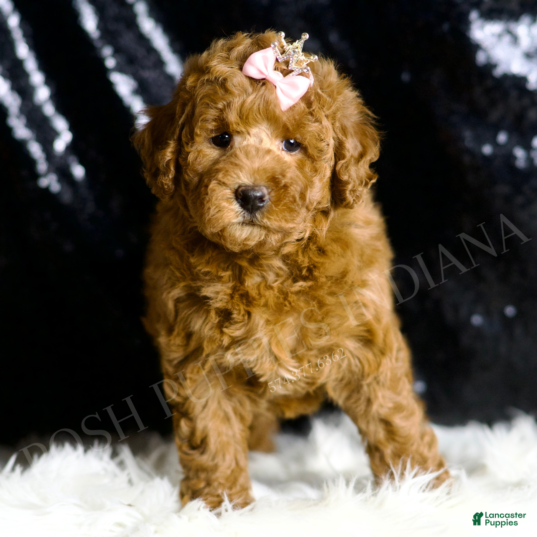 Mini Goldendoodle dogs for sale: Lady - Ad 3