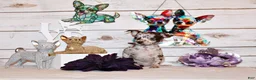 Chihuahua dogs for sale: Hyacinth - Ad 3