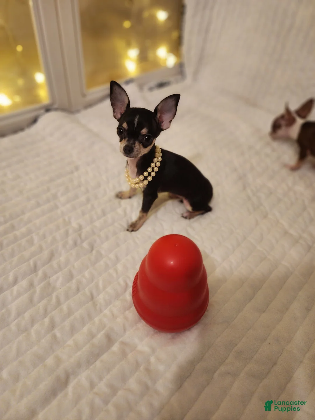 Chihuahua dogs for sale: Toy mini - Ad 2