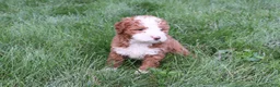Bernedoodle dogs for sale: Lexi - Ad 4