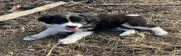Mixed Breed dogs for sale: Daisy - Ad 3