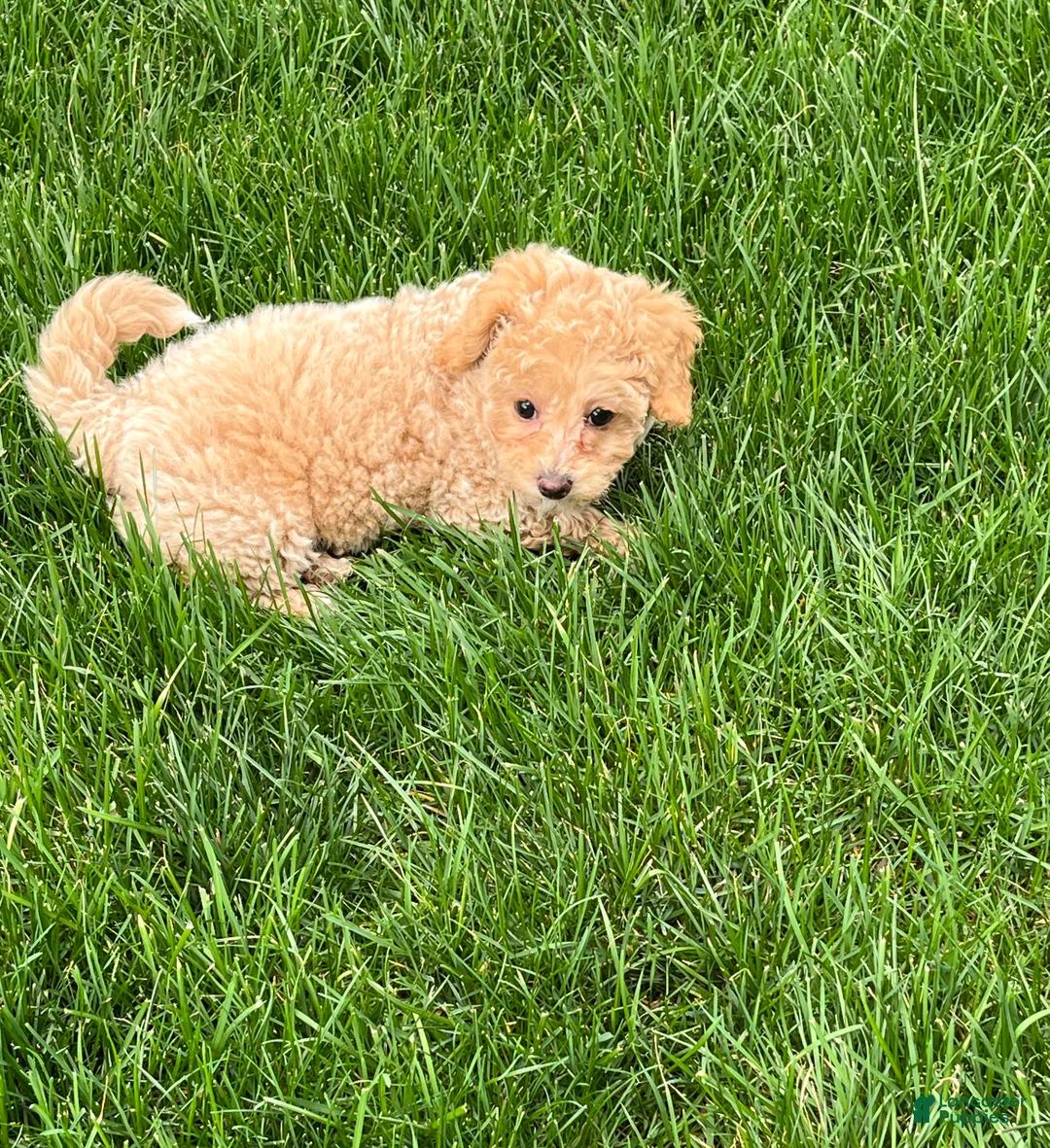 Bichpoo dogs for sale: Daisy - Ad 2