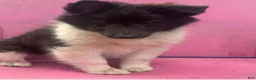 Shetland Sheepdog dogs for sale: Shetland Sheepdog- Panda - Ad 2