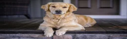 Golden Retriever dogs for sale: AKC Mr Charlie - Ad 4