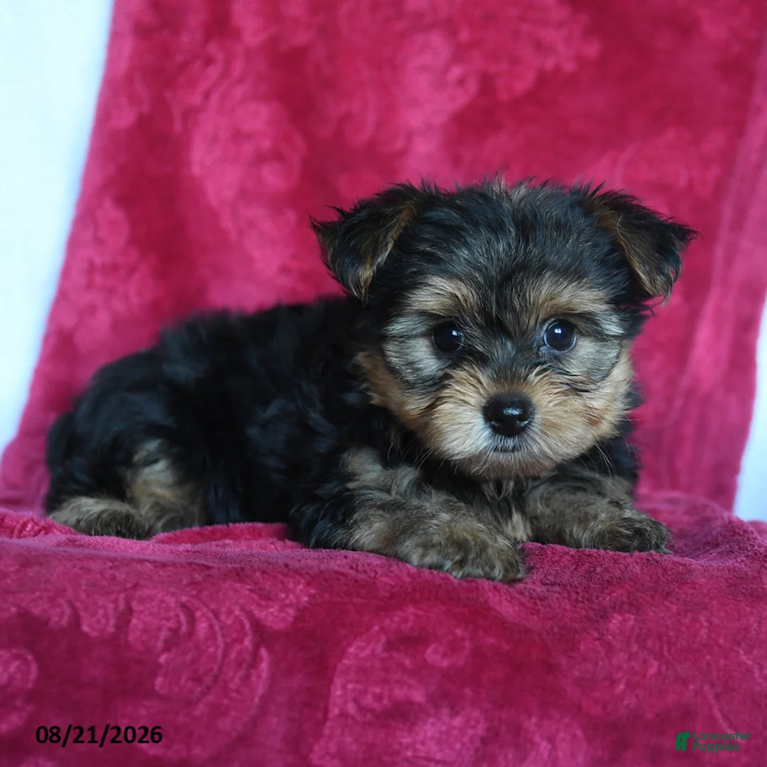 Yorkshire Terrier dogs for sale: Amelia - Ad 5