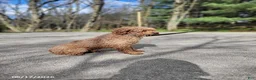Cockapoo dogs for sale: Zack - Ad 5