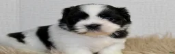 Shih Tzu dogs for sale: Dot - Ad 12