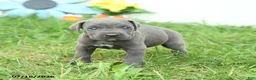 Cane Corso dogs for sale: Roman - Ad 5