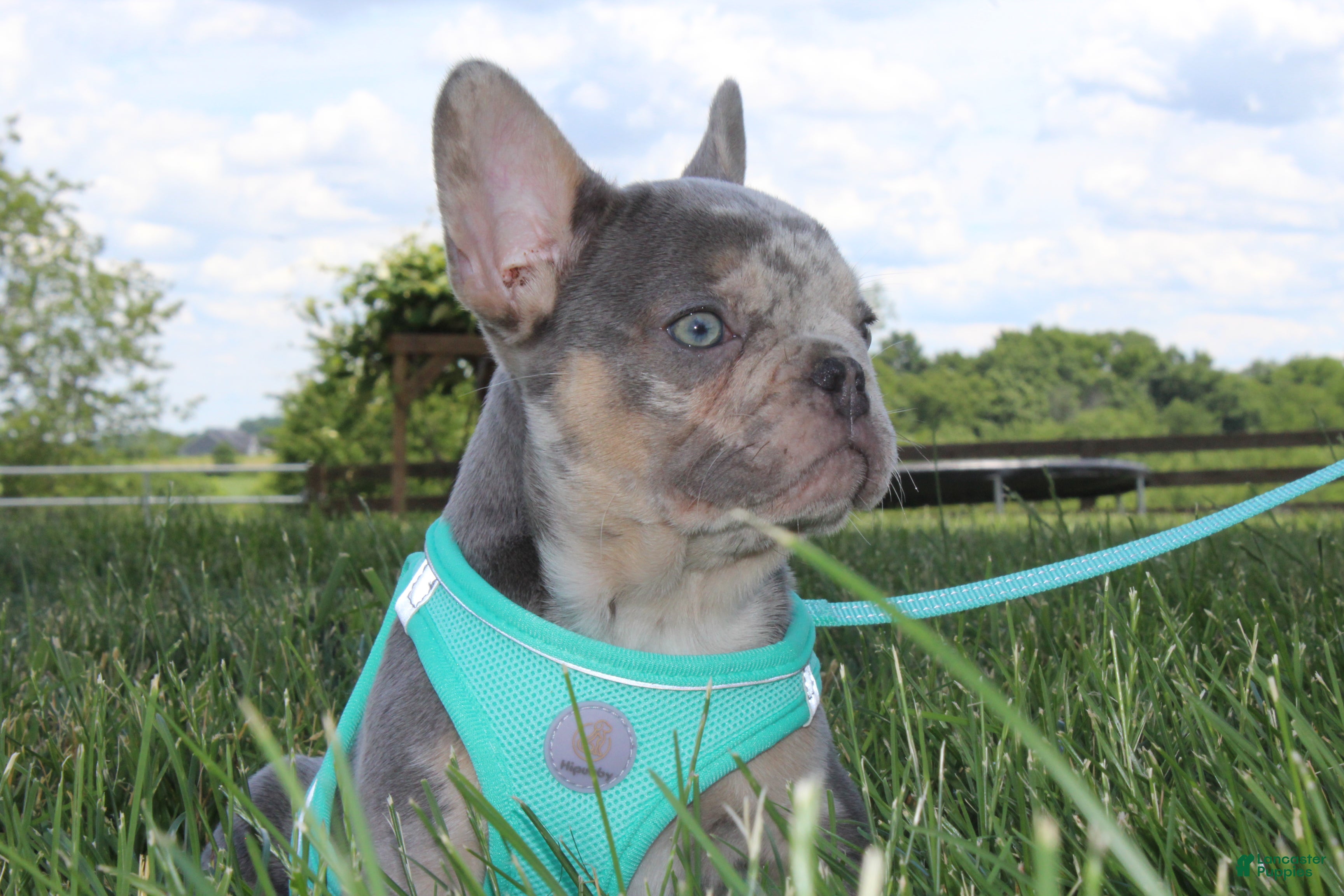 French Bulldog dogs AKC Hank - Ad 2