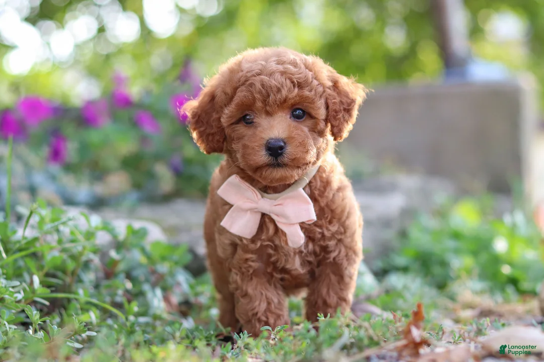 Miniature Poodle dogs for sale: Jane - Ad 1
