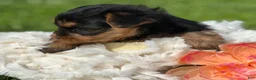 Yorkshire Terrier dogs for sale: Mocha - Ad 10