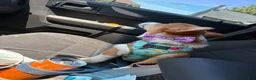 Welsh Corgi Pembroke dogs for sale: Queso  - Ad 4