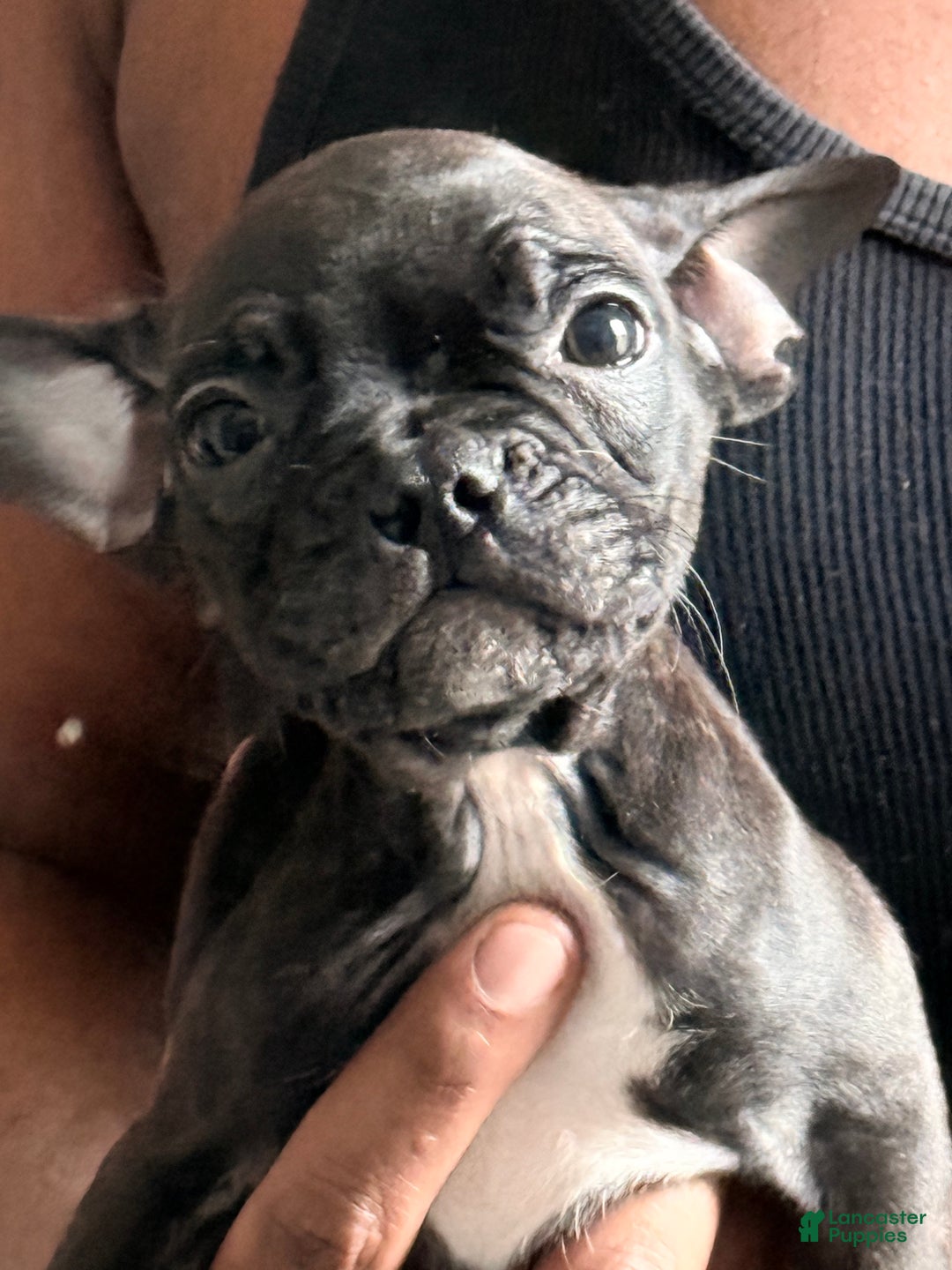 Frenchton dogs for sale: JR. - Ad 1