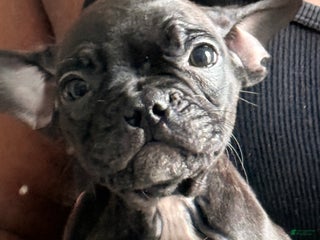 Frenchton dogs JR. - Ad 23