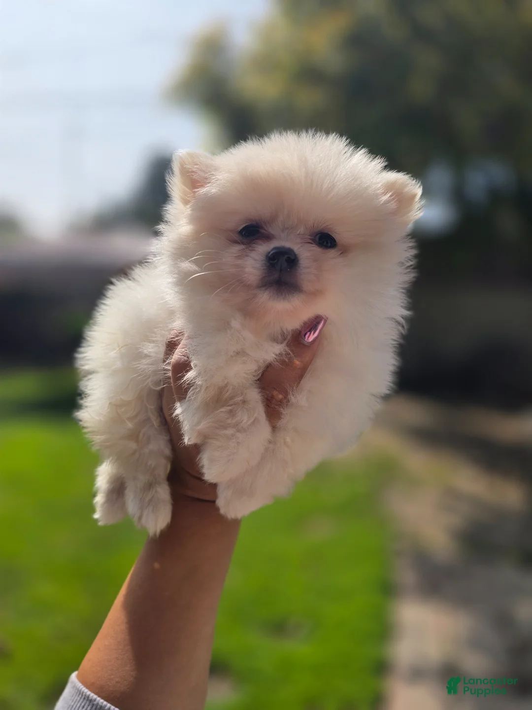Pomeranian dogs for sale: Pomeranian Puppy 3 - Ad 2