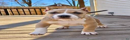 American Bully dogs for sale: 9x Kennels Björn Ironside Aka Cubb  - Ad 10