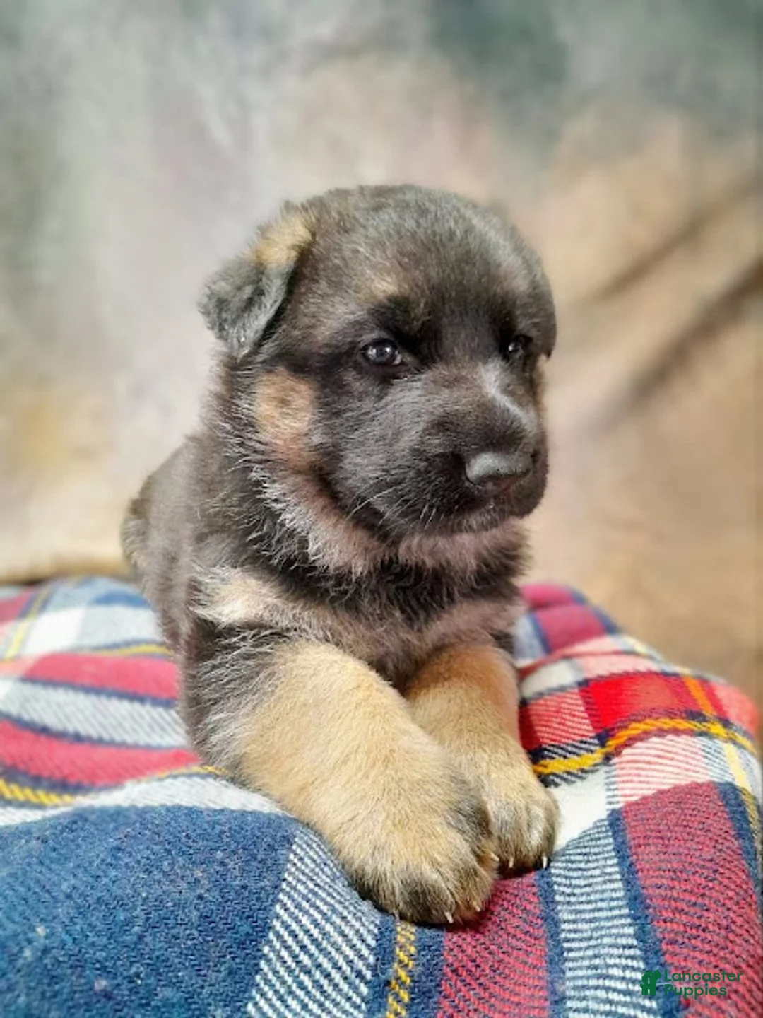 German Shepherd dogs for sale: Ranger - Ad 2