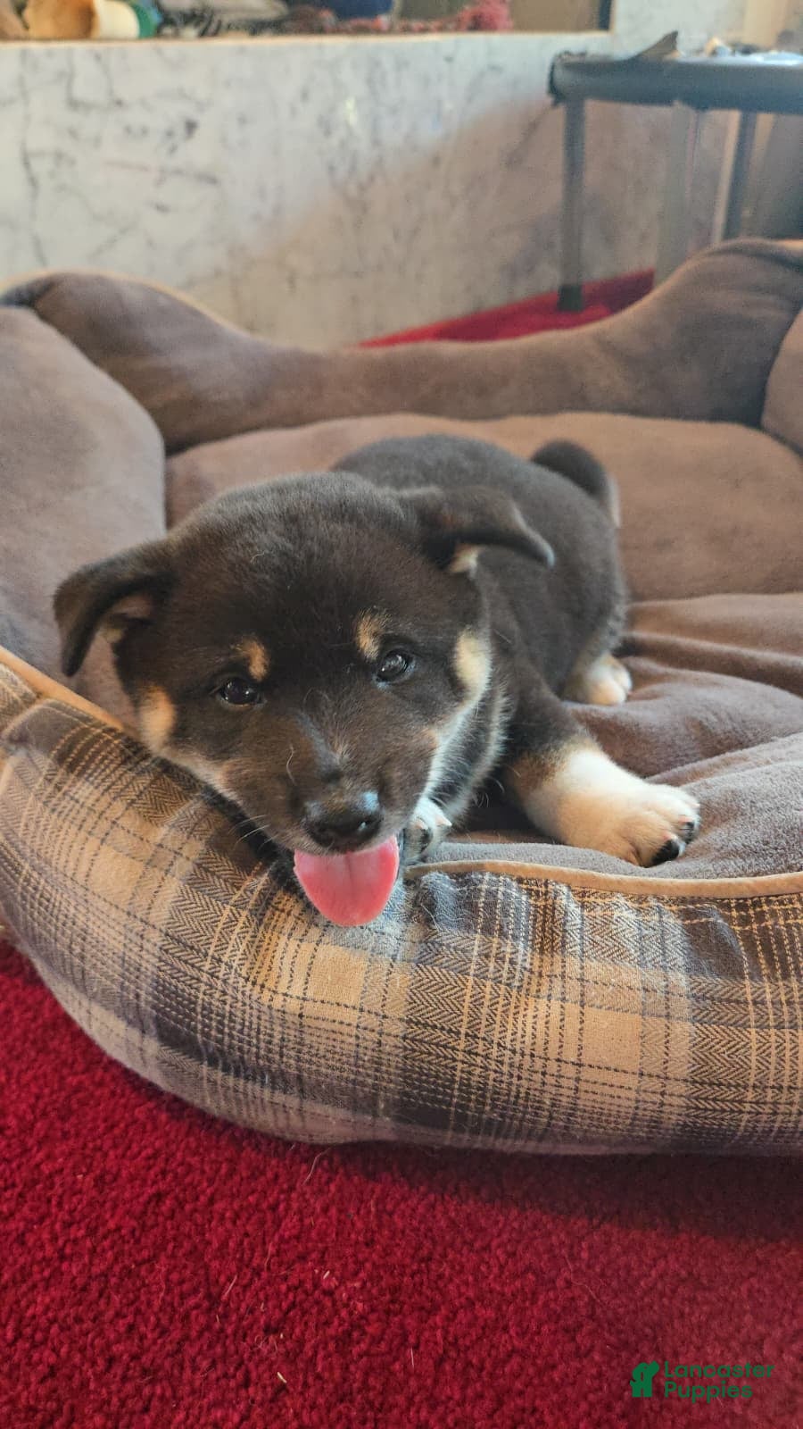 Shiba Inu dogs for sale: Tri-Color/Calico Male - Ad 4