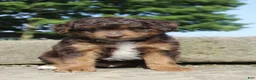 Mini Aussiedoodle dogs for sale: Zeek - Ad 2