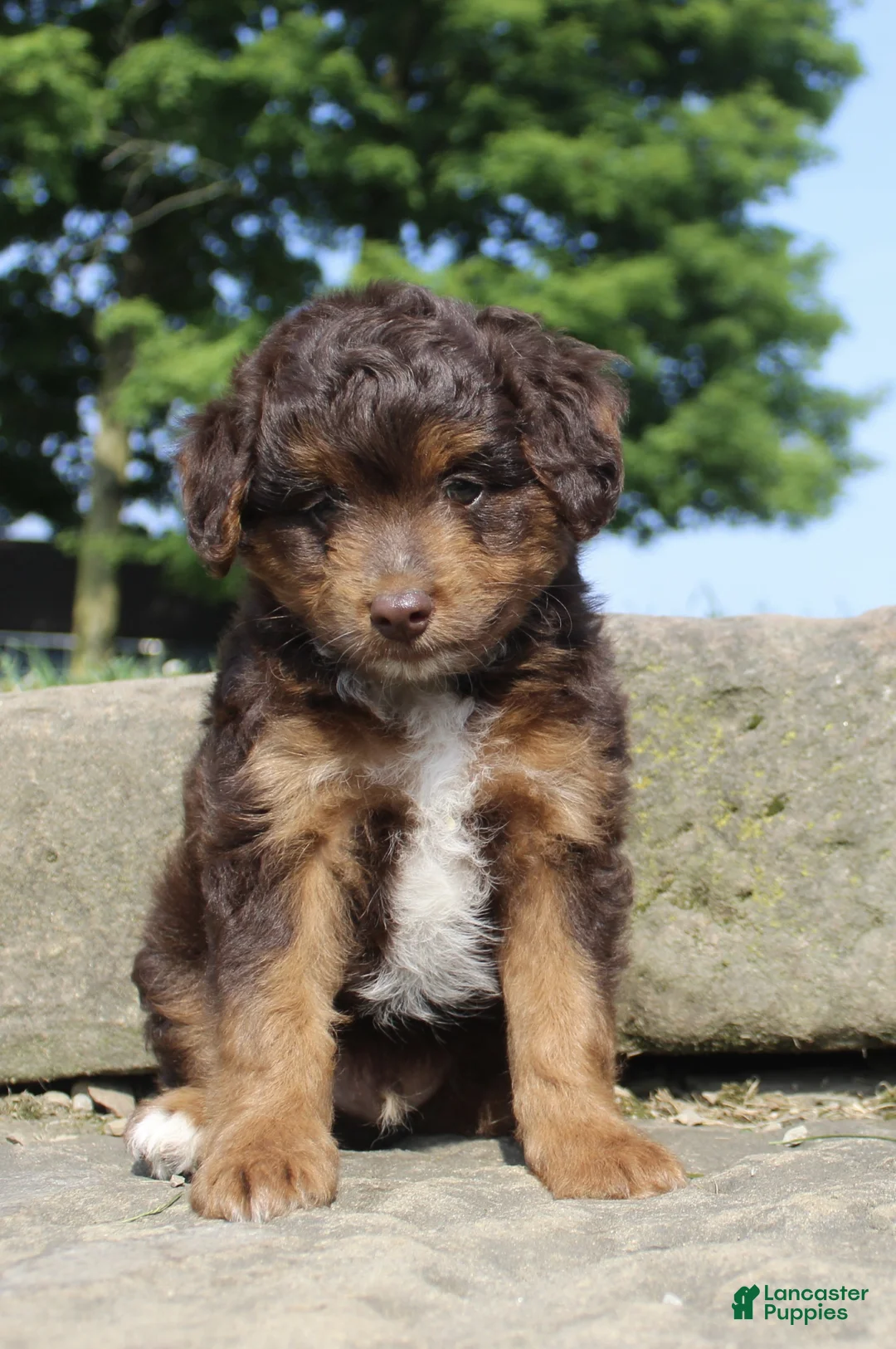 Mini Aussiedoodle dogs for sale: Zeek - Ad 2