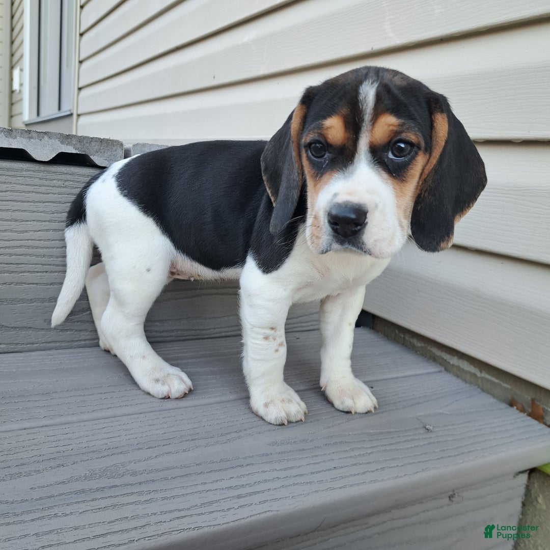 Beagle dogs for sale: GRACIE - Ad 1