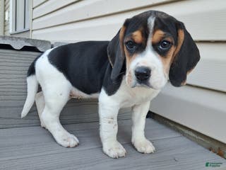 Beagle dogs GRACIE - Ad 33
