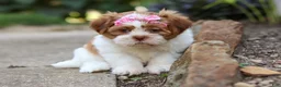 Shih Tzu dogs for sale: Goldie - Ad 3
