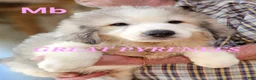Great Pyrenees dogs for sale: Great Pyrenees Puppy 1 - Ad 1