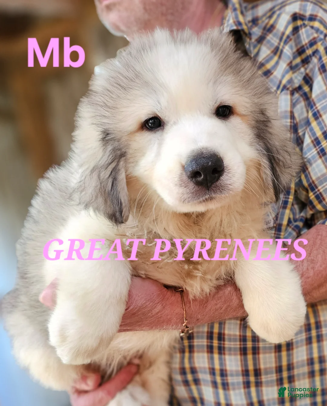 Great Pyrenees dogs for sale: Great Pyrenees Puppy 1 - Ad 1